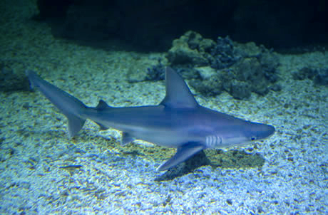 铅灰真鲨